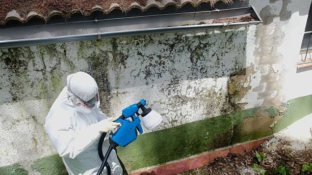 Top rated local Mold Remediation specialists in Lebanon, TN
